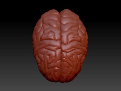 Brain, Bath Bomb Mould - Image 2